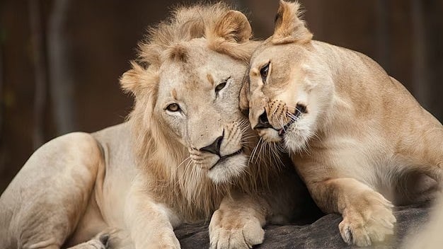 அக்பர்,சீதா சிங்கங்கள் ஒரே இடத்தில் இருக்க இந்துத்துவ அமைப்பு எதிர்ப்பு: நீதிமன்றத்தில் தொடரப்பட்ட வழக்கு