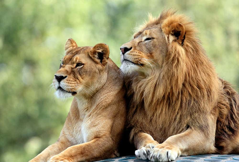 அக்பர்,சீதா சிங்கங்கள் ஒரே இடத்தில் இருக்க இந்துத்துவ அமைப்பு எதிர்ப்பு: நீதிமன்றத்தில் தொடரப்பட்ட வழக்கு