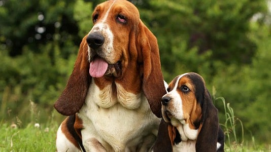 தமிழ்நாட்டில் 9 வெளிநாட்டு நாய்களின் இனப்பெருக்கத்துக்குத் தடை : ஏன்? என்ன காரணம்?