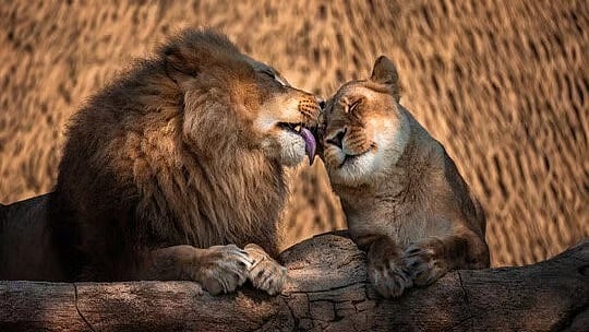 பெயர் சர்ச்சை விவகாரம் : அக்பர் - சீதா சிங்கங்களின் பெயர்களை மாற்றிய மேற்கு வங்க அரசு !