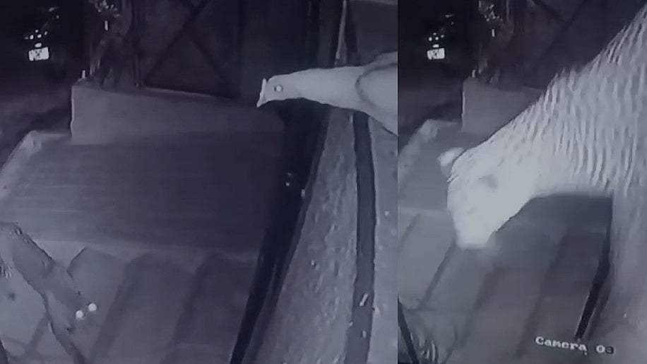 கோழியை ஒரேதாவில் கவ்விய சிறுத்தை : வைரலாகும் CCTV காட்சிகள்!