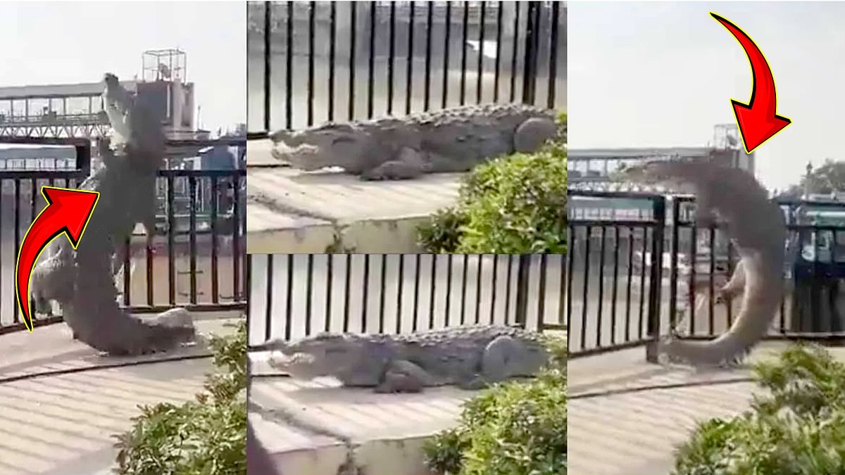 சாலையில் இருந்த கம்பியை தாண்ட முயற்சித்த 10 அடி உயர ராட்சத முதலை...பதறிய மக்கள்... பின்னர் நடந்தது என்ன?