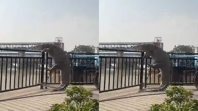 சாலையில் இருந்த கம்பியை தாண்ட முயற்சித்த 10 அடி உயர ராட்சத முதலை...பதறிய மக்கள்... பின்னர் நடந்தது என்ன?