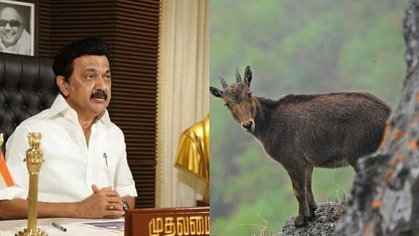 நீலகிரி வரையாடு பாதுகாப்பு: வரலாற்று சிறப்புமிக்க முன்னோடித் திட்டம் -முதலமைச்சருக்கு The Print பாராட்டு!