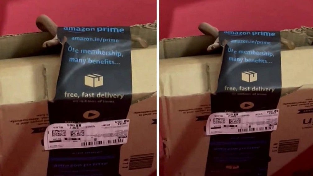 ஆர்டர் செய்த பார்சலில் பாம்பு : அதிர்ச்சியடைந்த பெங்களூரு தம்பதி!
