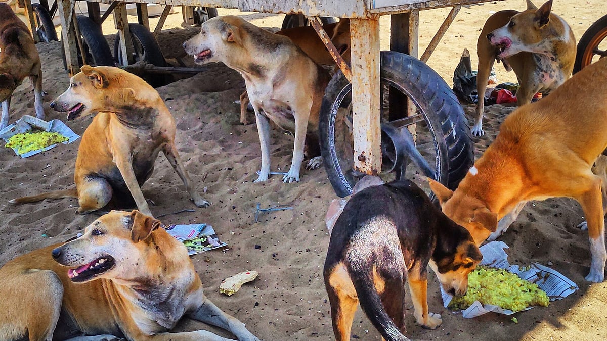 சென்னையில் தெருநாய்கள் கணக்கெடுக்கும் பணி தொடக்கம் : 36 குழுக்களை களமிறங்கிய மாநகராட்சி ! 