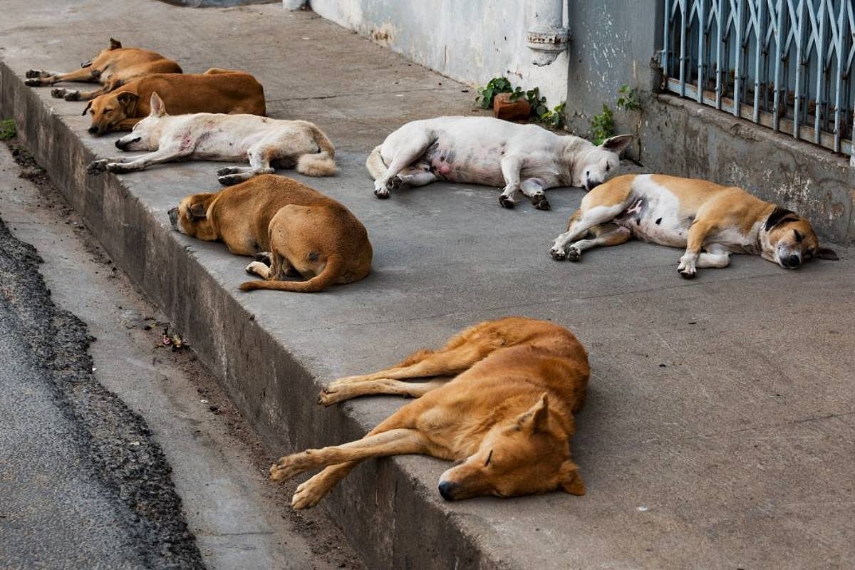 சென்னையில் தெருநாய்கள் கணக்கெடுக்கும் பணி தொடக்கம் : 36 குழுக்களை களமிறங்கிய மாநகராட்சி !