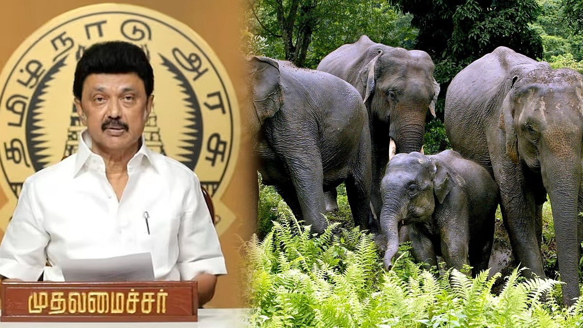 தமிழ்நாடு அரசின் முயற்சியால் உயர்ந்த யானைகளின் எண்ணிக்கை : இயற்கையை பாதுகாக்க முன்நிற்கும் முதலமைச்சர் ! 