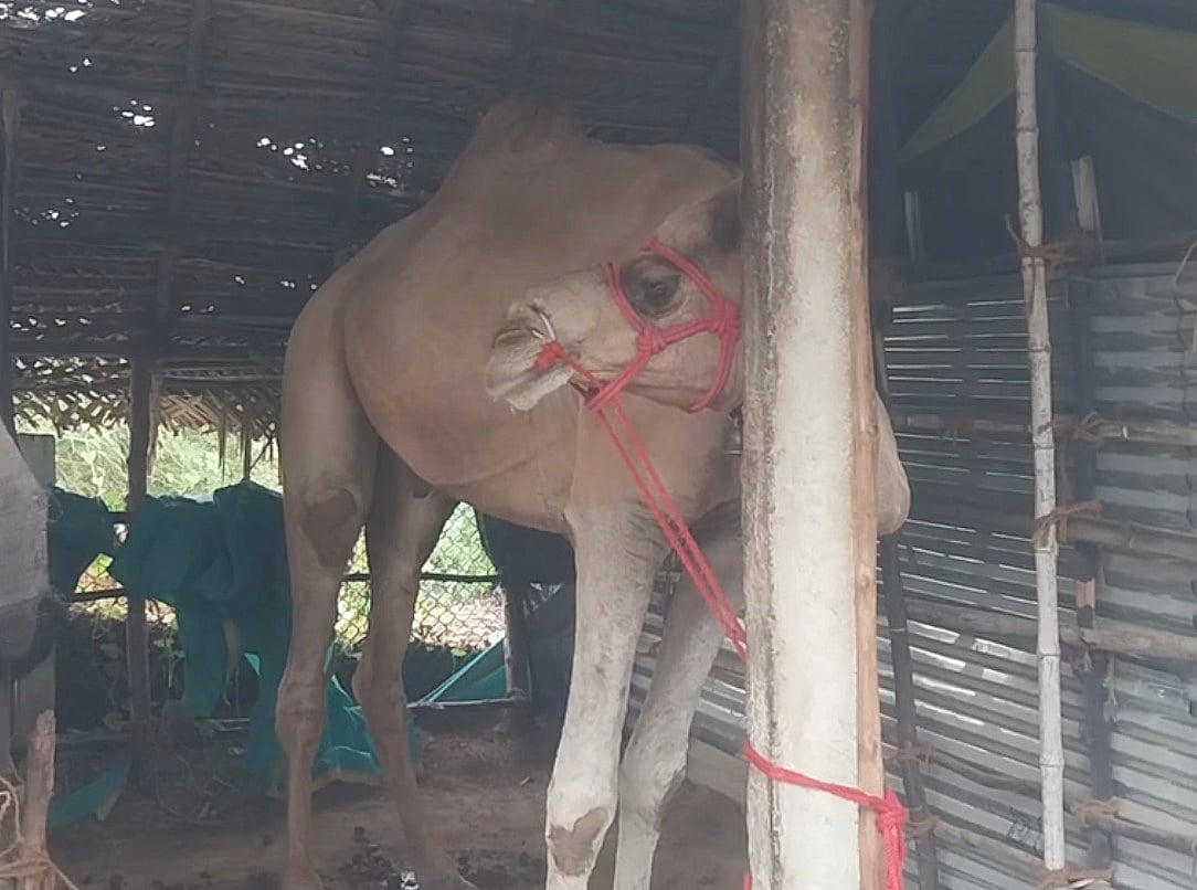 புதுச்சேரியில் ஒட்டகம் உயிரிழந்த விவகாரம் : தனியார் நிறுவனம் மீது வழக்கு - நடந்தது என்ன?