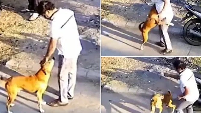 பாசமாக நெருங்கி வந்த தெரு நாய்.. அன்போடு கொஞ்சிய நபர்.. சட்டென்று பாய்ந்ததால் நேர்ந்த விபரீதம் - நடந்தது?