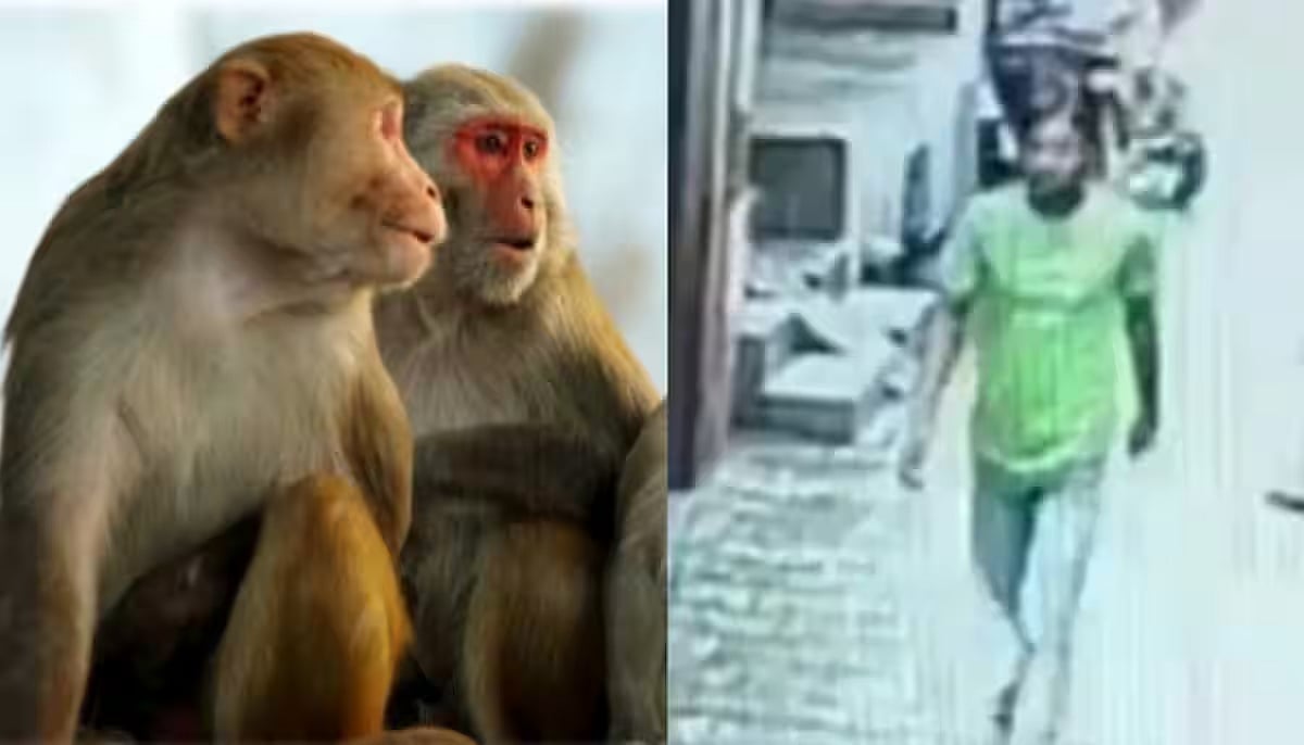 பாலியல் வன்கொடுமை செய்ய முயன்ற கொடூரர்... 6 வயது சிறுமியை காப்பாற்றிய குரங்கு கூட்டம் !