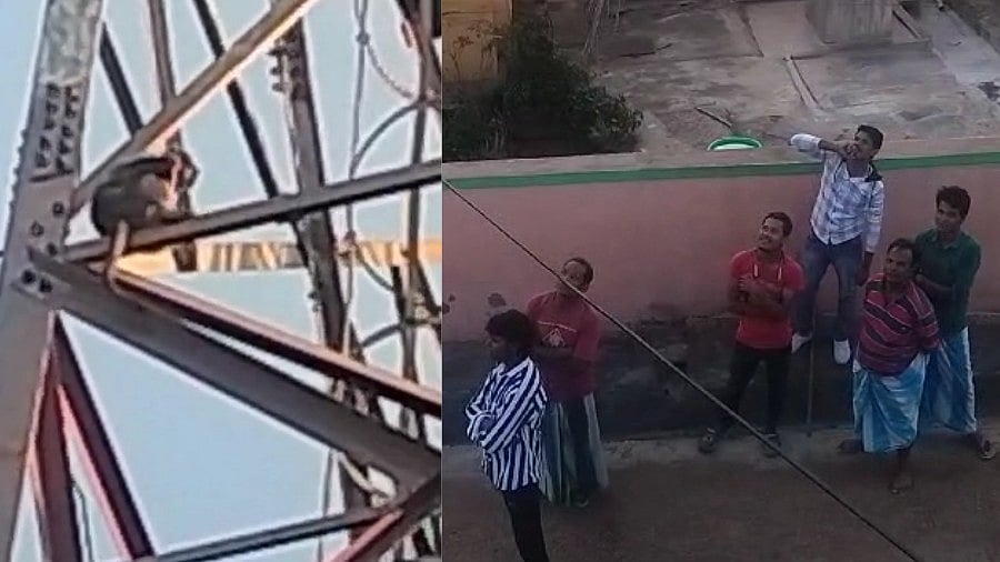 வீட்டிற்குள் புகுந்து iPhone-ஐ எடுத்துச் சென்ற குரங்கு : பதறியடித்து பின் தொடர்ந்த உரிமையாளர்!