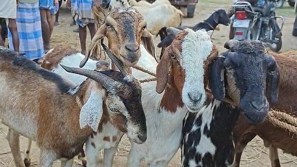 2 மணி நேரத்தில் 3 கோடிக்கு ஆடுகள் விற்பனை : களைகட்ட தொடங்கிய தீபாவளி !