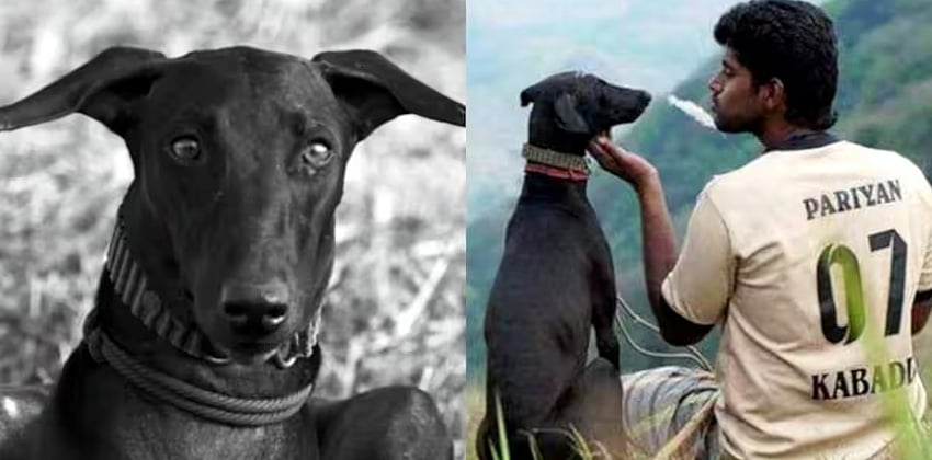 “கருப்பி.. என் கருப்பி...” : பரியேறும் பெருமாள் படத்தில் நடித்த நாய்க்கு தீபாவளியன்று நேர்ந்த சோகம்!