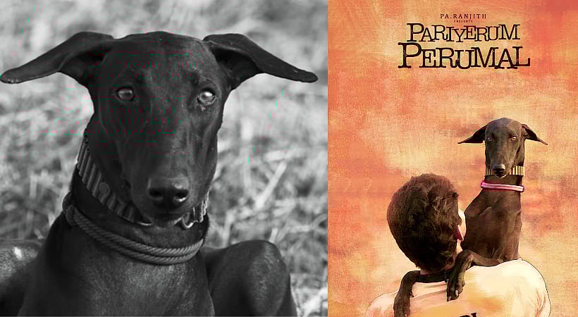 “கருப்பி.. என் கருப்பி...” : பரியேறும் பெருமாள் படத்தில் நடித்த நாய்க்கு தீபாவளியன்று நேர்ந்த சோகம்!