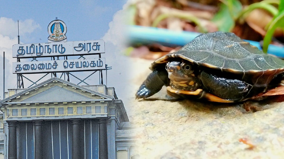 ஆமைகளை பாதுகாக்க ரூ.35 லட்சம் நிதி ஒதுக்கீடு... தமிழ்நாடு அரசு அரசாணை வெளியீடு !