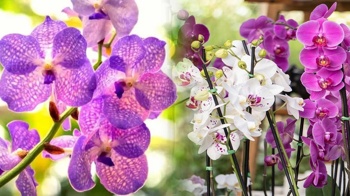 நீலகிரி : ஆர்க்கிட் மலர்களை பாதுகாக்க நிதி ஒதுக்கீடு : அந்த மலர்களின் முக்கியத்துவம் என்ன ? 