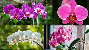 நீலகிரி : ஆர்க்கிட் மலர்களை பாதுகாக்க நிதி ஒதுக்கீடு : அந்த மலர்களின் முக்கியத்துவம் என்ன ? 