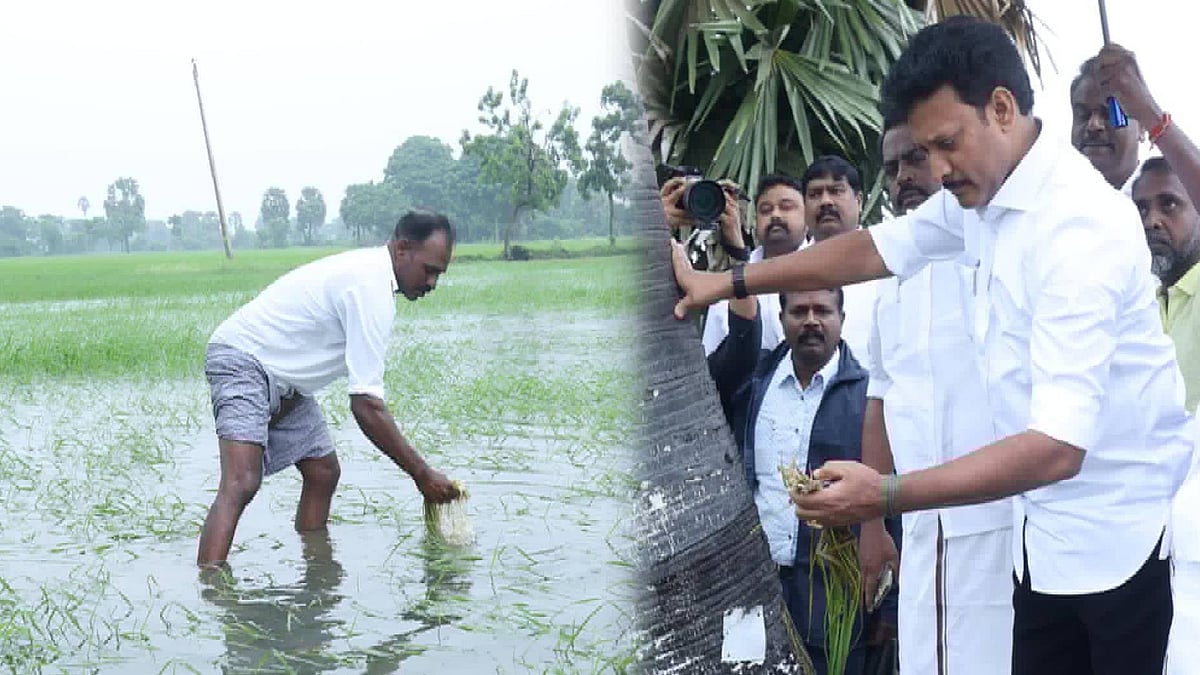 மழையால் பாதிக்கப்பட்ட நெற்பயிர்களுக்கு உரிய நிவாரணம்! : அமைச்சர் அன்பில் மகேஸ் பொய்யாமொழி தகவல்!