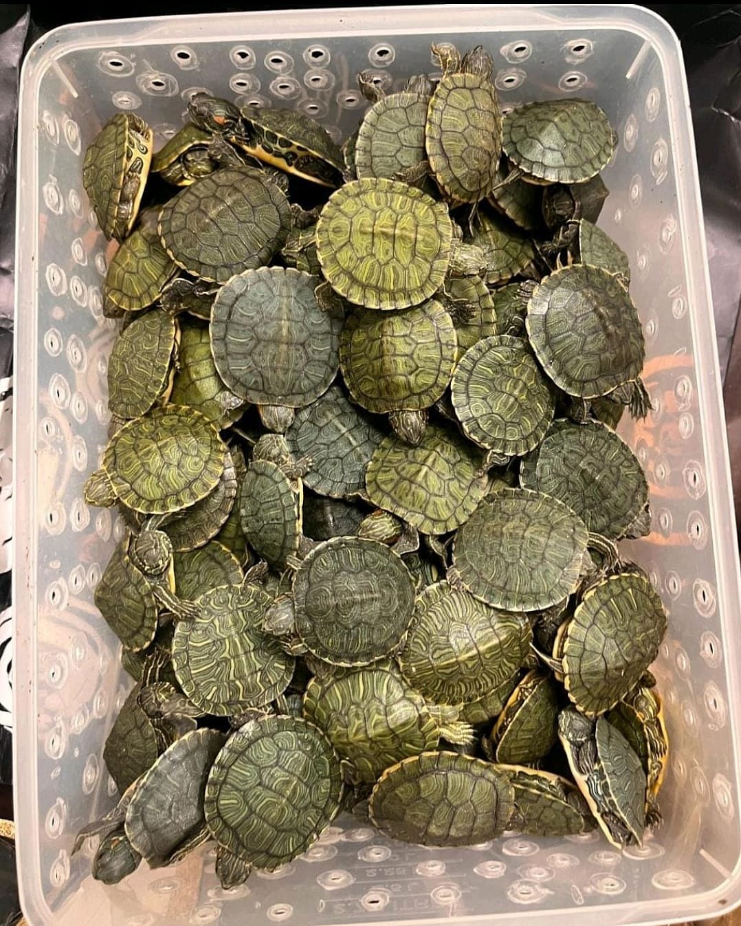 கடத்தி வரப்பட்ட ரூ.75 இலட்சம் மதிப்புள்ள 5,400 சிவப்பு காது ஆமைகள்! : சென்னை விமான நிலையத்தில் பறிமுதல்! 