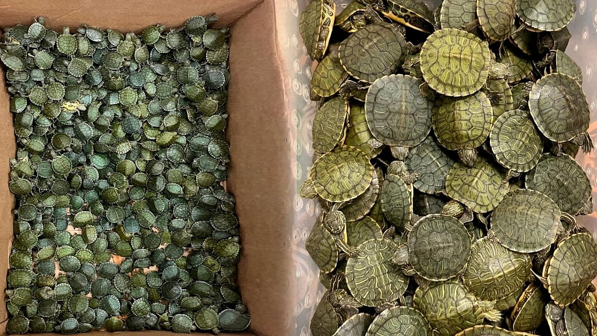 கடத்தி வரப்பட்ட ரூ.75 இலட்சம் மதிப்புள்ள 5,400 சிவப்பு காது ஆமைகள்! : சென்னை விமான நிலையத்தில் பறிமுதல்! 