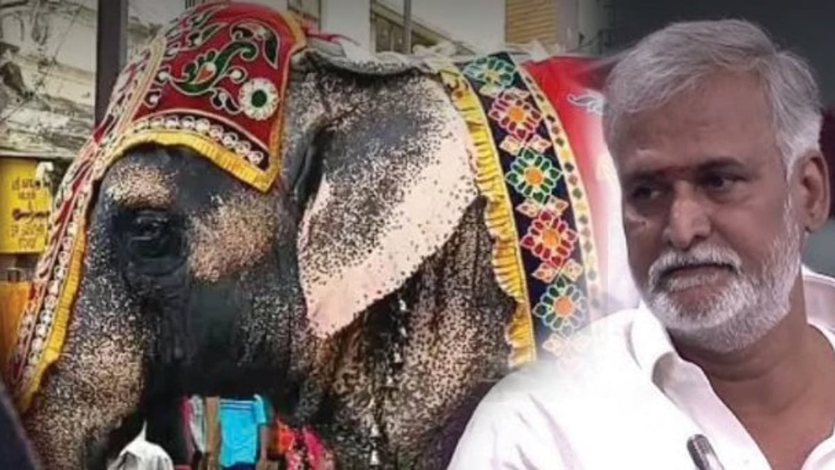 ”தமிழ்நாட்டில் கோயில் யானைகள் நலமுடன் உள்ளன” : சட்டப்பேரவையில் அமைச்சர் சேகர்பாபு பதில்!