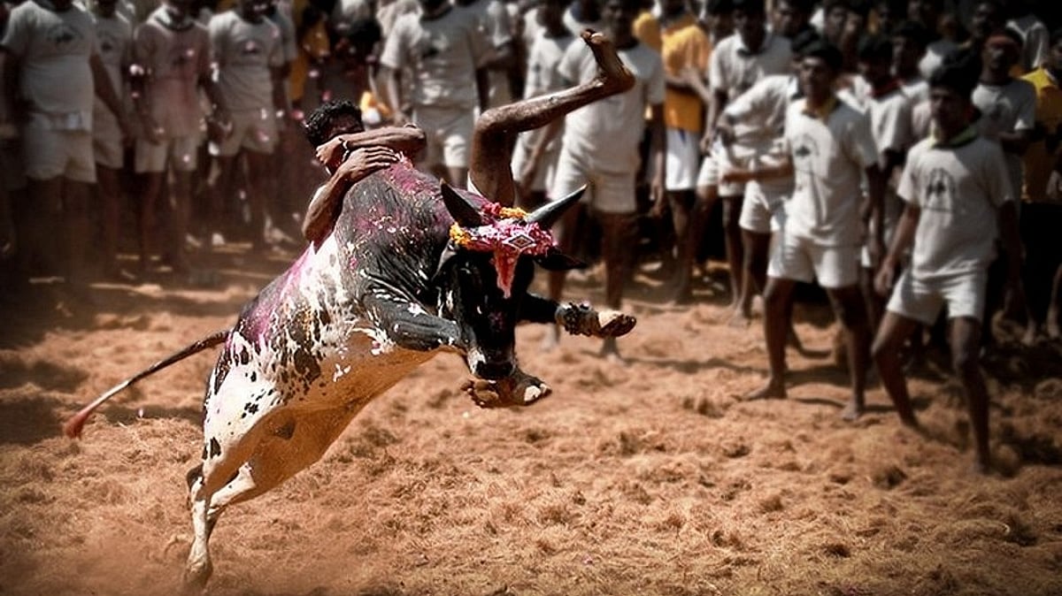 ஜல்லிக்கட்டு போட்டி : வழிகாட்டு நெறிமுறைகள் வெளியிட்டது தமிழ்நாடு அரசு!