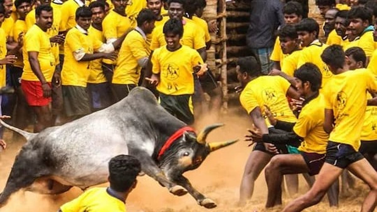 2025 ஆம் ஆண்டின் முதல் ஜல்லிக்கட்டு போட்டி தொடங்கியது : எங்கு தெரியுமா?