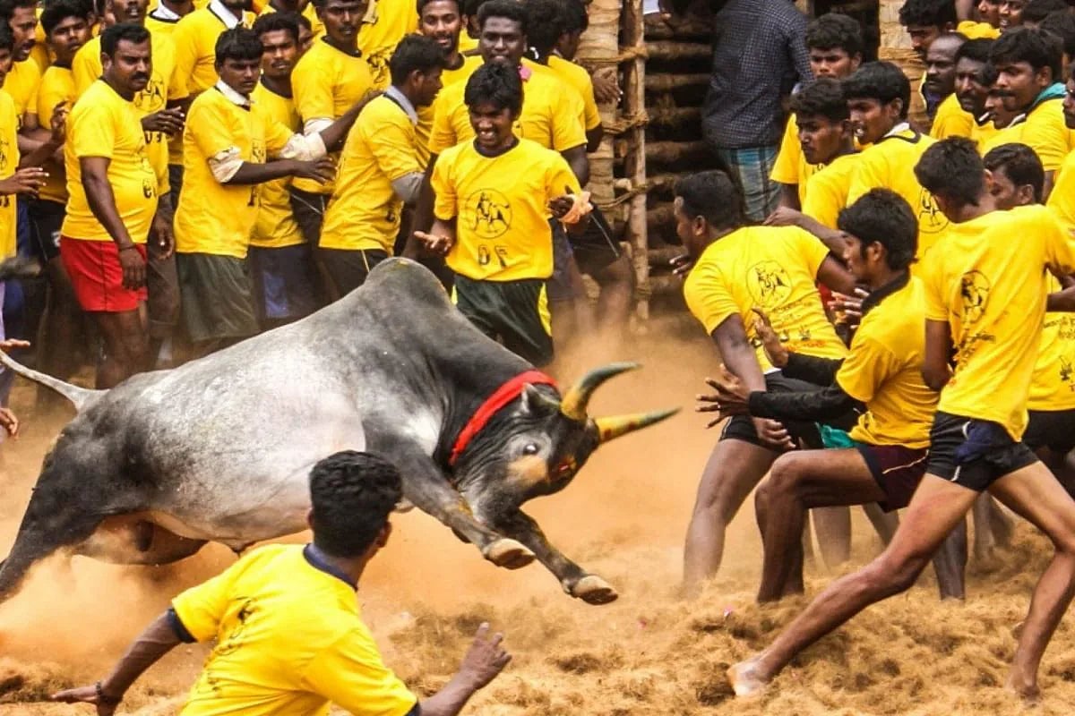 பொங்கல் 2025 : ஜல்லிக்கட்டு முதல் சென்னை சங்கமம்-நம்ம ஊரு திருவிழா வரை... விழாக்கோலம் பூண்ட தமிழ்நாடு!