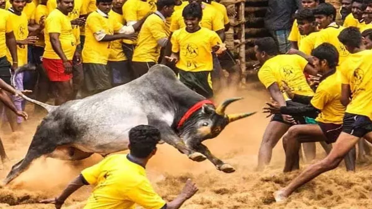 மதுரை பாலமேட்டில் ஜல்லிக்கட்டு போட்டி நிறைவு : இறுதிவரை கடும் போட்டி... முதலிடம் பிடித்த வீரர் யார் ?
