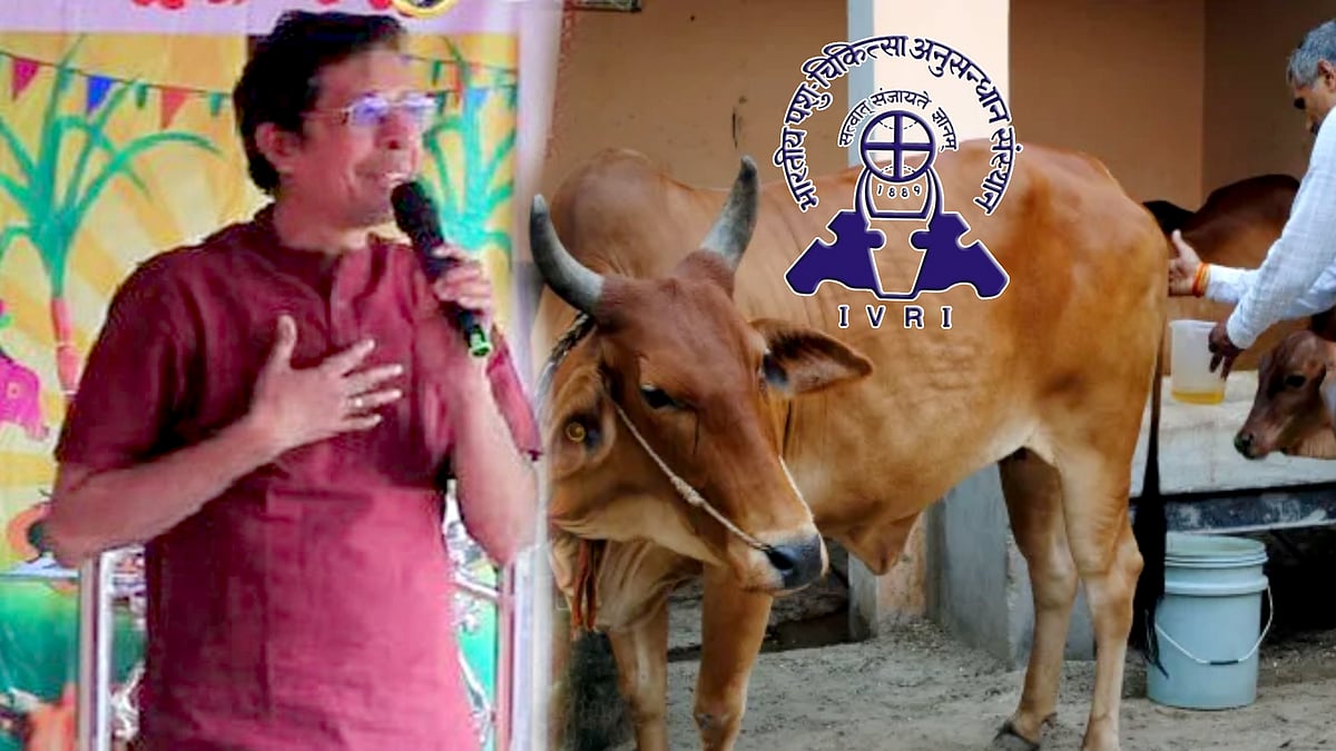 14 வகை பாக்டீரியாக்கள்... “மாட்டு கோமியம் குடிச்சா இதான் நிலைமை..” - இந்திய கால்நடை ஆய்வு எச்சரிக்கை !