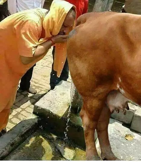 14 வகை பாக்டீரியாக்கள்... “மாட்டு கோமியம் குடிச்சா இதான் நிலைமை..” - இந்திய கால்நடை ஆய்வு எச்சரிக்கை !