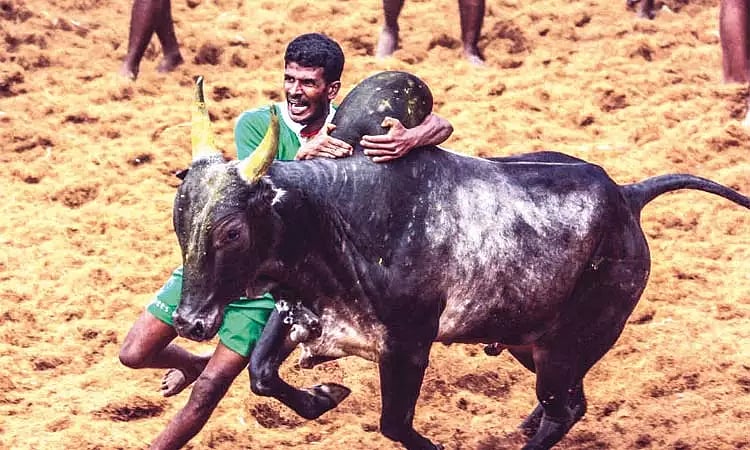 திருச்சியில் ஜல்லிக்கட்டு அரங்கம் : ஒப்பந்தப்புள்ளி கோரியது தமிழ்நாடு அரசு!