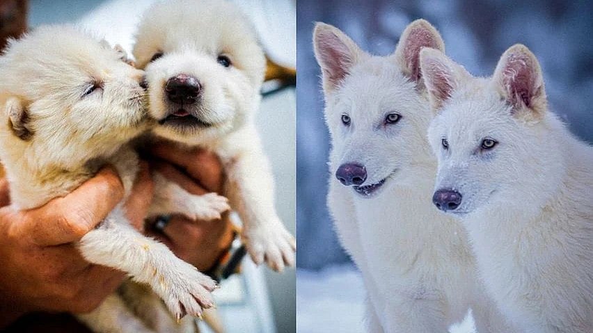 10 ஆயிரம் ஆண்டுகளுக்கு முன்பு அழிந்த ஓநாய் இனம் : மீண்டும் உயிர் கொடுத்த ஆராய்ச்சியாளர்கள்!