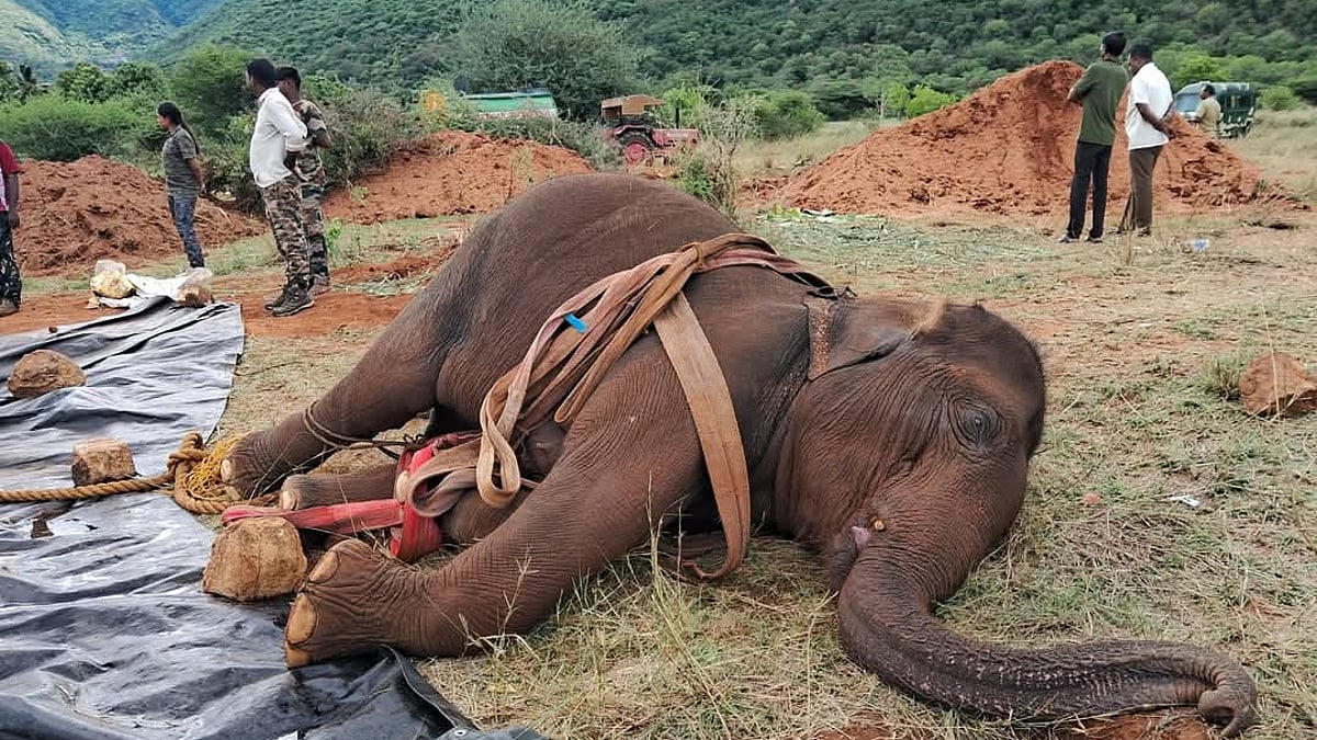 திடீரென மயங்கி விழுந்த பெண் யானை - 3 நாட்கள் போராட்டத்திற்கு பிறகு உயிரிழப்பு  : கோவையில் நிகழ்ந்த சோகம்!