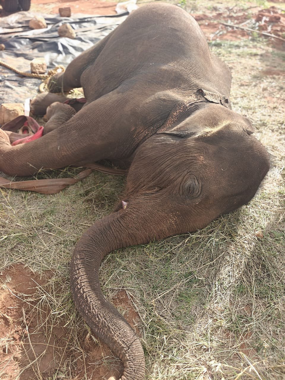 திடீரென மயங்கி விழுந்த தாய் யானை - 3 நாட்கள் போராட்டத்திற்கு பிறகு நடந்த சோகம்!