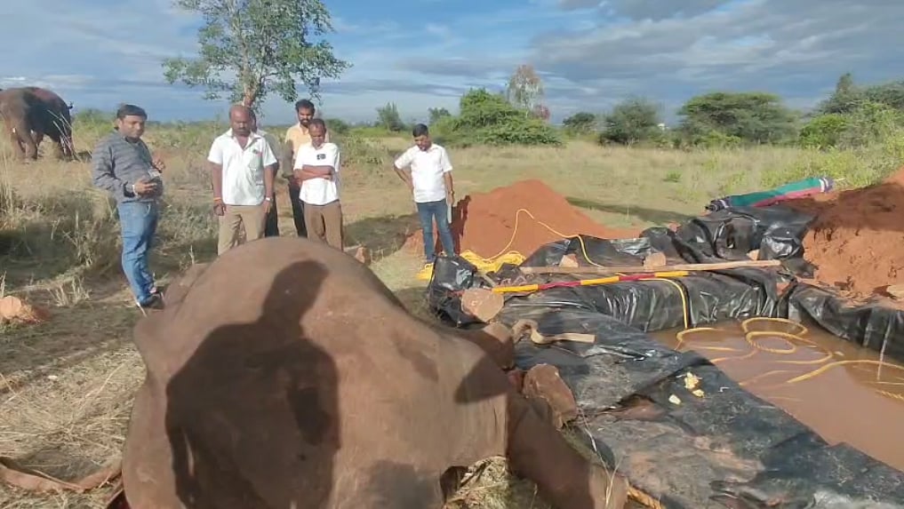 திடீரென மயங்கி விழுந்த தாய் யானை - 3 நாட்கள் போராட்டத்திற்கு பிறகு நடந்த சோகம்!
