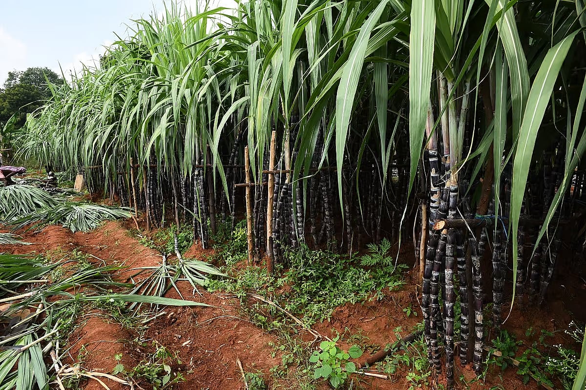 விவசாயிகளுக்கு நிலுவையில் உள்ள கரும்பு கிரயத் தொகையாக ரூ.97.77 கோடி நிதி - அரசாணை வெளியீடு!