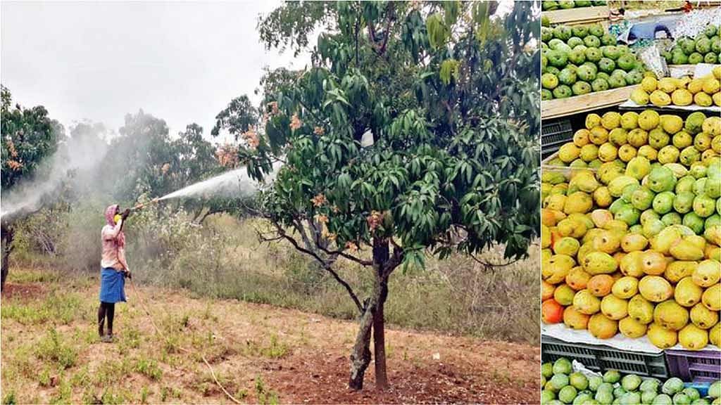 மாம்பழ விலை வீழ்ச்சி...  “விவசாயிகளுக்கு உரிய நிதியை வழங்கிடுக” - ஒன்றிய அமைச்சருக்கு முதலமைச்சர் கடிதம்!