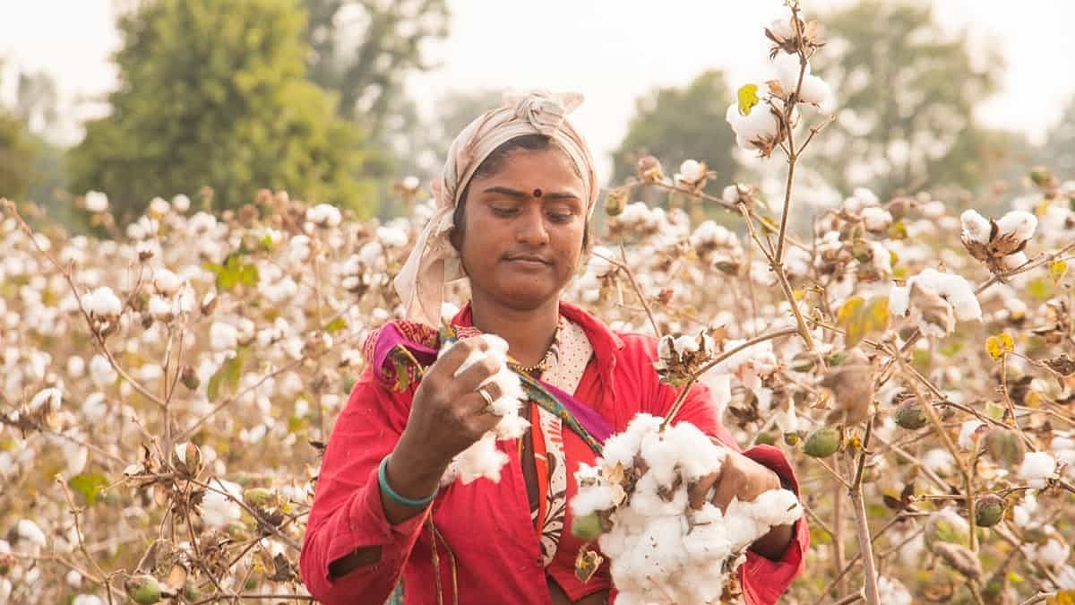 தமிழ்நாடு முழுவதும் 1,976 மெட்ரிக் டன் பருத்தி பரிவர்த்தனை : பருத்தி விவசாயிகளுக்கு மகிழ்ச்சியான செய்தி!