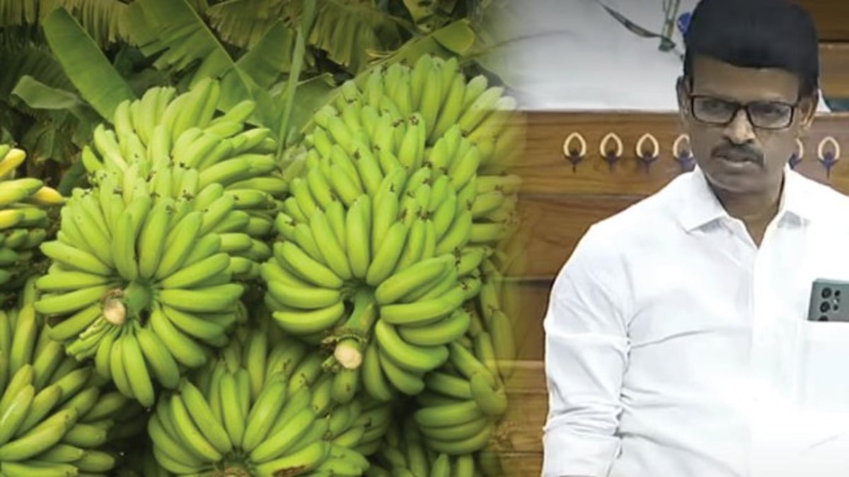 வாழைப்பழ ஏற்றுமதியை அதிகரிக்க நடவடிக்கை என்ன? : ஒன்றிய அரசுக்கு கேள்வி எழுப்பிய திமுக MPக்கள்!