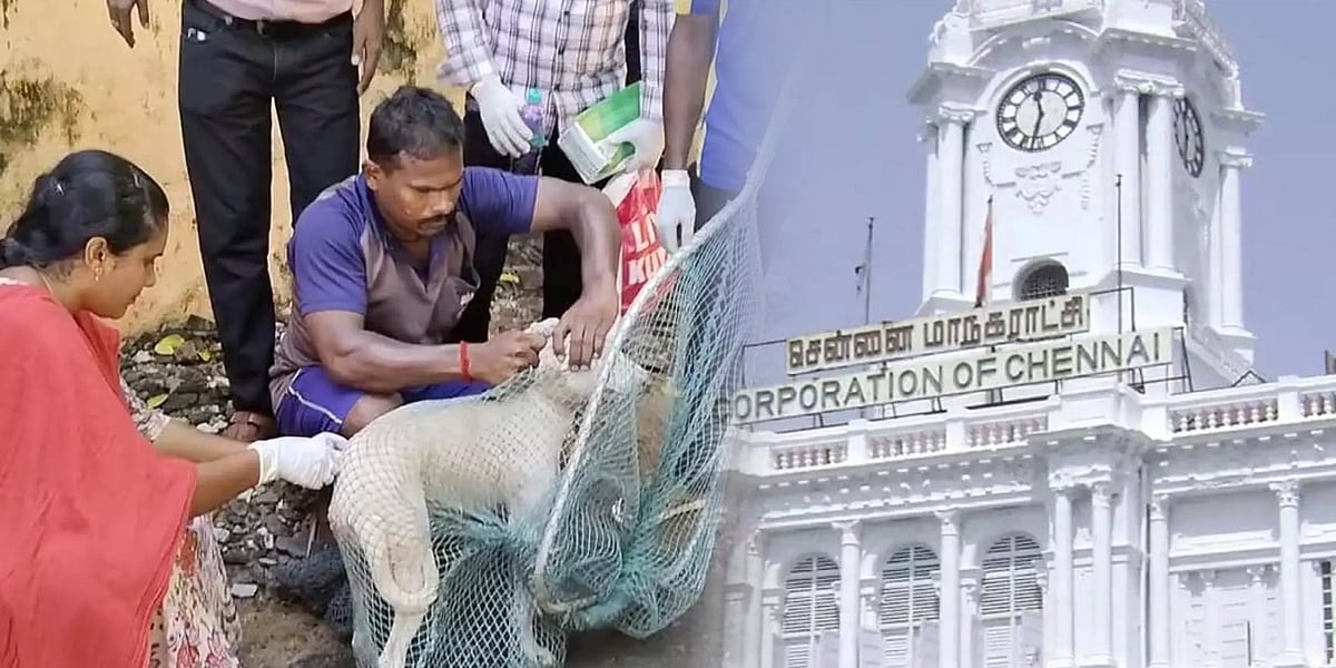 ஒரே மாதத்தில் 46,122 தெருநாய்களுக்கு தடுப்பூசி.. சென்னை மாநகராட்சி தகவல்! - முழு விவரம் உள்ளே!
