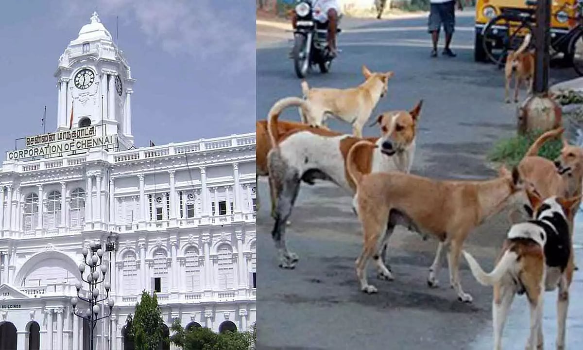 ஒரே மாதத்தில் 46,122 தெருநாய்களுக்கு தடுப்பூசி.. சென்னை மாநகராட்சி தகவல்! - முழு விவரம் உள்ளே!