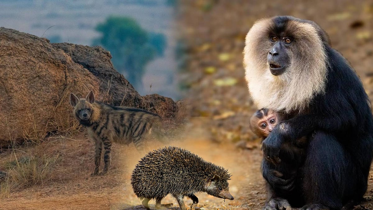 அழிந்து வரும் உயிரினங்களை பாதுகாக்கும் அரசு : பல்லுயிர் பாதுகாப்பில் சிறந்து விளக்கும் திராவிட மாடல் !