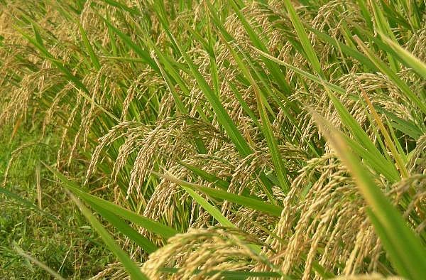 "இந்த ஆண்டு 1 லட்சத்து 98 ஆயிரம் மெட்ரிக் டன் நெல் கொள்முதல் செய்யப்பட்டுள்ளது" - தஞ்சாவூர் ஆட்சியர் !