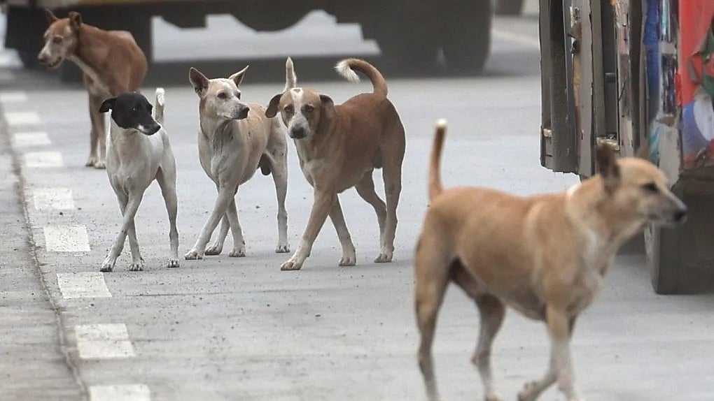 தெருநாய் விவகாரத்தில் தமிழ்நாடு அரசு எடுத்துள்ள நடவடிக்கைகள் என்ன... முழு விவரம் உள்ளே !