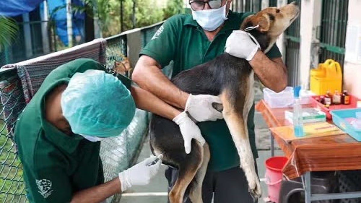 சென்னையில் மட்டும் ஒரு லட்சத்துக்கும் அதிகமான தெருநாய்களுக்கு தடுப்பூசி... மாநகராட்சி தகவல் !