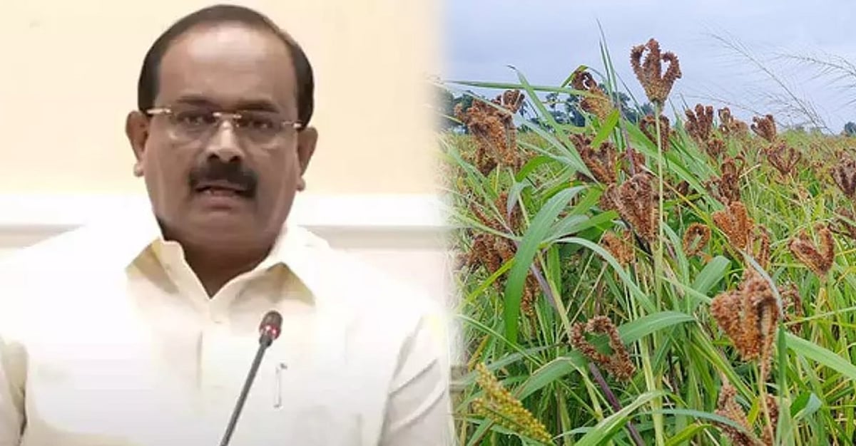 நவம்பர் மாதம் முதல்... 4 மாவட்டங்களில் கேழ்வரகு கொள்முதல்.. அமைச்சர் சக்கரபாணி கூறுவது என்ன?