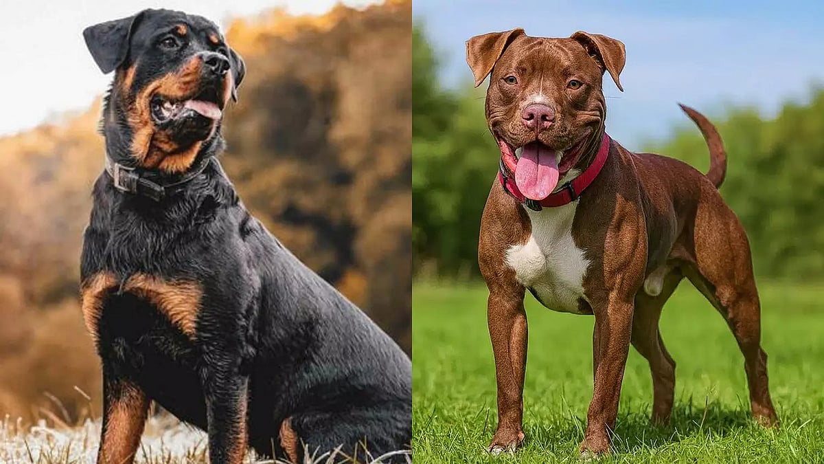 பிட்புல், ராட்வீலர் நாய்களை வளர்க்க தடை விதித்த சென்னை மாநகராட்சி : காரணம் என்ன?