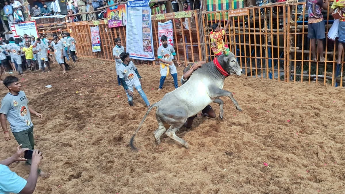 கோலகலமாக நடைபெற்ற அவனியாபுரம் ஜல்லிக்கட்டு... முதல் 3 பரிசுகளை வென்றது யார்? என்ன? - விவரம் உள்ளே!